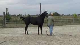 Black QH Halter Horse